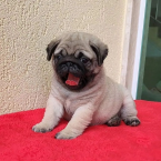 Spoločenské a sprievodné psy, MOPS