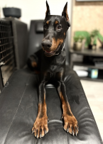 , Doberman na krytie