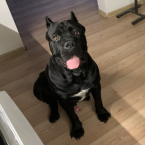 Pinče, bradáče, molosoidy a švajčiarske salašnícke psy, CANE CORSO