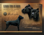 , Cane Corso krytie 