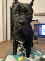 Pinče, bradáče, molosoidy a švajčiarske salašnícke psy, CANE CORSO