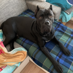 Pinče, bradáče, molosoidy a švajčiarske salašnícke psy, CANE CORSO