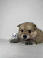 Špice a primitívne typy, NEMECKÝ ŠPIC TRPASLIČÍ