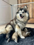 Špice a primitívne typy, NEMECKÝ ŠPIC TRPASLIČÍ