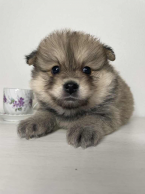 Špice a primitívne typy, NEMECKÝ ŠPIC TRPASLIČÍ