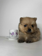 Špice a primitívne typy, NEMECKÝ ŠPIC TRPASLIČÍ