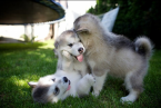 , Kennel Club Registerd Alaskan Malamutes puppies for sale male and female
