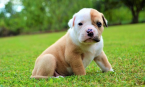 , Gorgeous American Bulldog Puppies