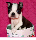 , Kc Reg Boston Terrier Puppies