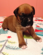 , Registered Deep Red Boxer Puppies Ready Now