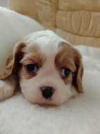 Spoločenské a sprievodné psy, KAVALIER KING CHARLES ŠPANIEL