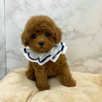 Spoločenské a sprievodné psy, PUDEL TOY