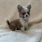 , Civava s pp FCI - psík- miniatúrnej veľkosti 