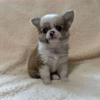 Spoločenské a sprievodné psy, ČIVAVA