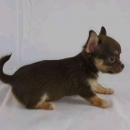 Spoločenské a sprievodné psy, ČIVAVA