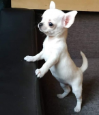 , šteniatka čivavy TEA CUP.