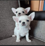 , ZDRAVÉ ŠTENIATKA MINI ČIVY NA ADOPCIU