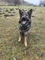 Ovčiaky a pastierske psy, NEMECKÝ OVČIAK