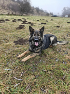 Ovčiaky a pastierske psy, NEMECKÝ OVČIAK