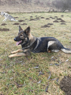 Ovčiaky a pastierske psy, NEMECKÝ OVČIAK