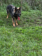 Ovčiaky a pastierske psy, NEMECKÝ OVČIAK