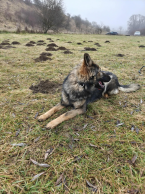 Ovčiaky a pastierske psy, NEMECKÝ OVČIAK