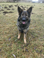 , NEMECKÝ OVČIAK sučka