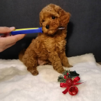 Spoločenské a sprievodné psy, PUDEL TOY