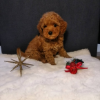 , šteniatka toy pudla