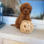 , Toy pudel Chlapček a dievča