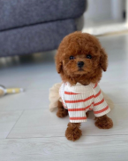 Spoločenské a sprievodné psy, PUDEL TOY