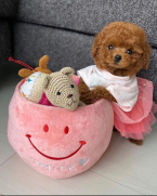 , Pudel toy/ trpaslik 