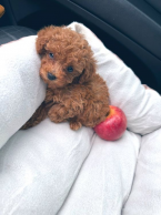 Spoločenské a sprievodné psy, PUDEL TOY