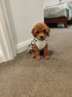 Spoločenské a sprievodné psy, PUDEL TOY