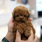 Spoločenské a sprievodné psy, PUDEL TOY