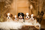 Spoločenské a sprievodné psy, KING CHARLES ŠPANIEL