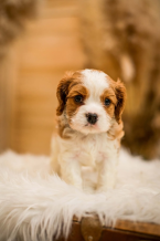 Spoločenské a sprievodné psy, KING CHARLES ŠPANIEL