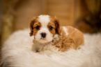 Spoločenské a sprievodné psy, KING CHARLES ŠPANIEL