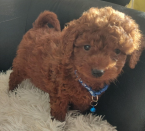 Spoločenské a sprievodné psy, PUDEL TRPASLIČÍ