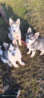 Špice a primitívne typy, SIBÍRSKY HUSKY