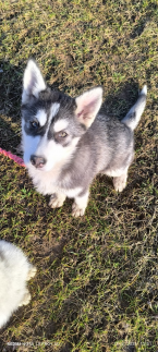 Špice a primitívne typy, SIBÍRSKY HUSKY