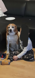 Duriče, farbiare a príbuzné plemená, BÍGL