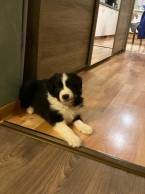 Ovčiaky a pastierske psy, BORDER KÓLIA