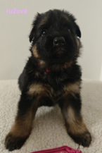 Ovčiaky a pastierske psy, NEMECKÝ OVČIAK