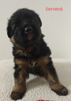 Ovčiaky a pastierske psy, NEMECKÝ OVČIAK