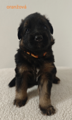 Ovčiaky a pastierske psy, NEMECKÝ OVČIAK