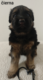 Ovčiaky a pastierske psy, NEMECKÝ OVČIAK