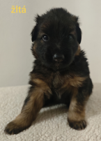 Ovčiaky a pastierske psy, NEMECKÝ OVČIAK