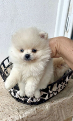 Špice a primitívne typy, NEMECKÝ ŠPIC TRPASLIČÍ