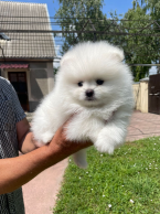 , Pomeranian FCI
